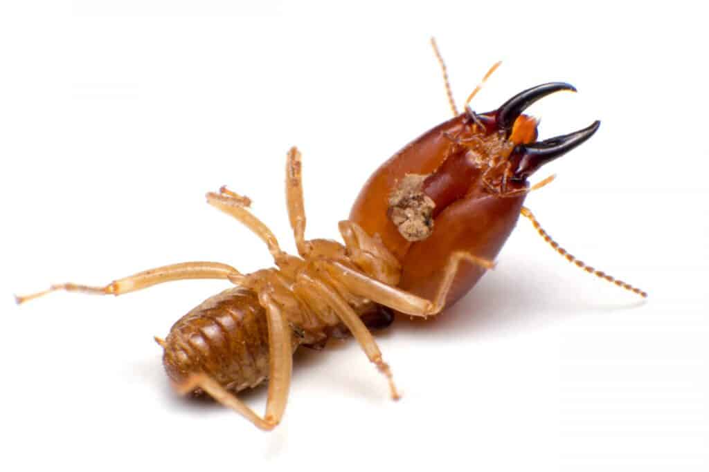 Termite-Damage