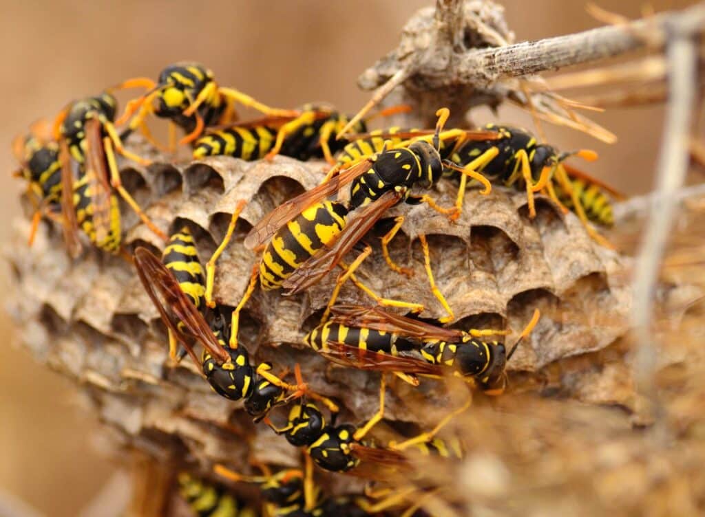Social Wasps
