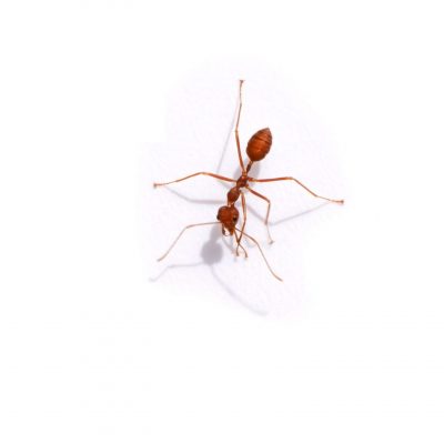 Red ants on a white background
