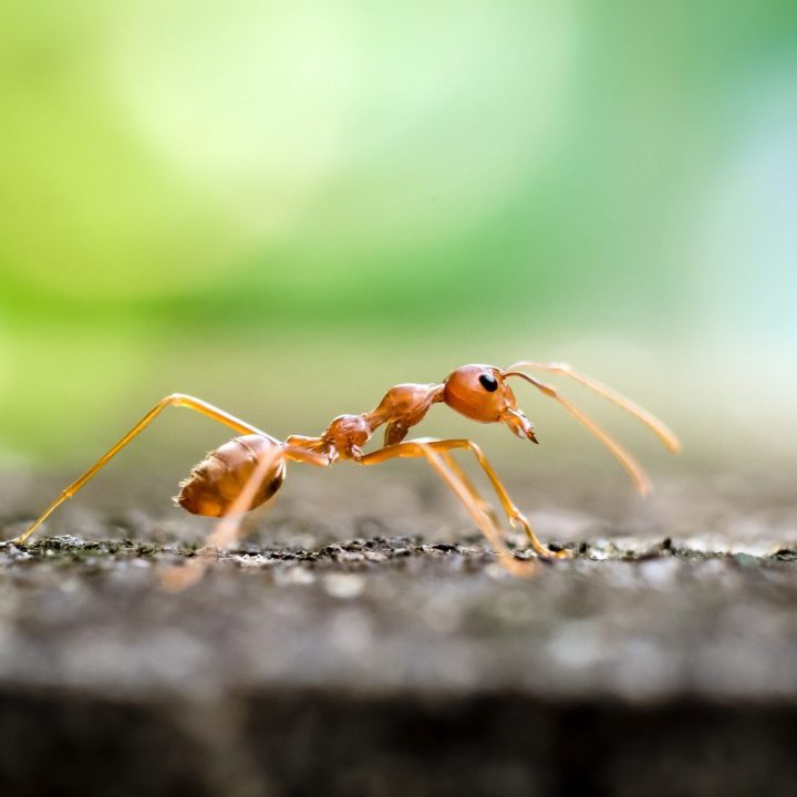 Fire-Ants