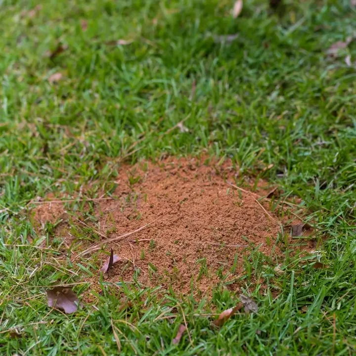 Fire Ant Mounds in North Alabama and Southern Tennessee by United Pest & Turf Control